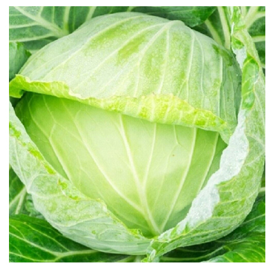cabbage-glden-acre