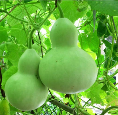 bottle-gourd---siddhu